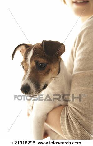 Woman with Jack Russell Terrier View Large Photo Image Stock Photo - Woman with Jack Russell Terrier. Fotosearch