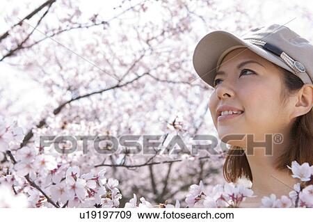 Young woman looking at cherry blossoms View Large Photo Image Stock Photo - Young woman looking at cherry blossoms. Fotosearch