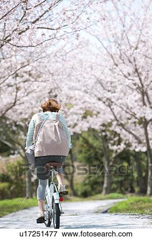 Young woman riding a bicycle near cherry trees View Large Photo Image Stock Photo - Young woman riding a bicycle near cherry trees. Fotosearch