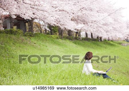 Young woman using laptop in front of cherry blossoms View Large Photo Image Stock Photo - Young woman using laptop in front of cherry blossoms. Fotosearch