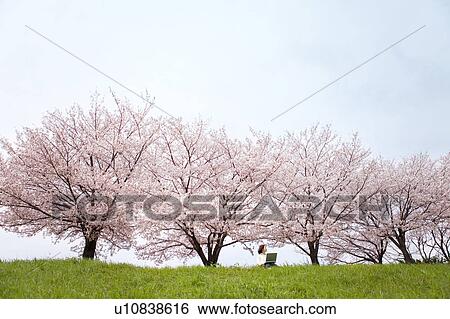 Stock Photograph - Young woman using laptop in front of cherry blossoms. Fotosearch