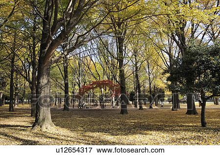 Yoyogi Park in Autumn View Large Photo Image Stock Photo - Yoyogi Park in Autumn. Fotosearch
