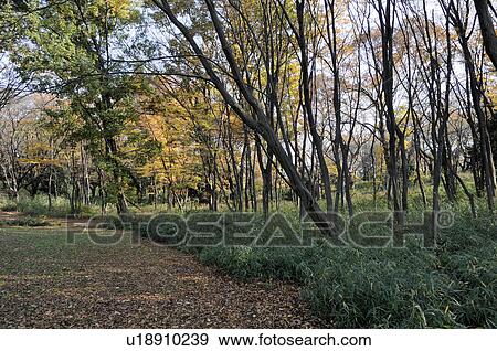 Yoyogi Park View Large Photo Image Stock Photo - Yoyogi Park. Fotosearch