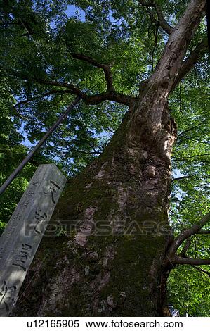 Stock Photography - Zelkova Tree. Fotosearch