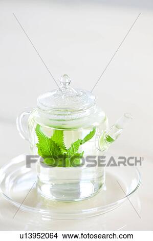 Apple Mint Tea View Large Photo Image Picture - Apple Mint Tea. Fotosearch