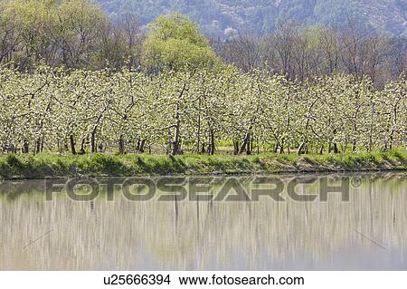 Picture - Apple orchard, Nagano Prefecture, Japan. Fotosearch