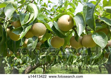 Stock Image - Asian pear trees, Fukushima Prefecture, Honshu, Japan. Fotosearch