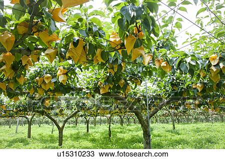 Asian pear trees, Fukushima Prefecture, Honshu, Japan View Large Photo Image Stock Image - Asian pear trees, Fukushima Prefecture, Honshu, Japan. Fotosearch