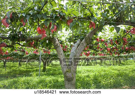 Asian pear trees, Fukushima Prefecture, Honshu, Japan View Large Photo Image Stock Image - Asian pear trees, Fukushima Prefecture, Honshu, Japan. Fotosearch