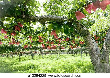 Asian pear trees, Fukushima Prefecture, Honshu, Japan View Large Photo Image Stock Photography - Asian pear trees, Fukushima Prefecture, Honshu, Japan. Fotosearch