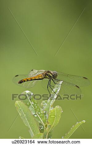 Picture - Autumn Darter (Sympetrum frequens). Fotosearch