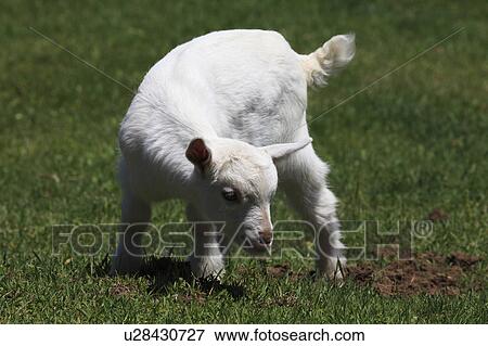 Stock Photo - Baby goat grazing at farm, Saitama Prefecture, Honshu, Japan . Fotosearch