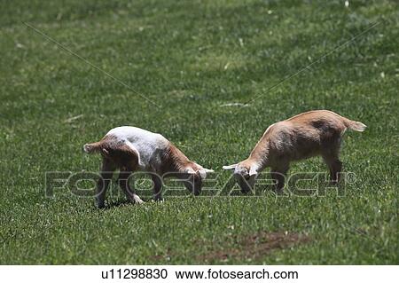 Baby goats grazing at farm, Saitama Prefecture, Honshu, Japan View Large Photo Image Stock Image - Baby goats grazing at farm, Saitama Prefecture, Honshu, Japan . Fotosearch