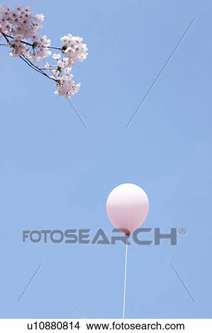 Balloon and Cherry Blossoms View Large Photo Image Picture - Balloon and Cherry Blossoms. Fotosearch