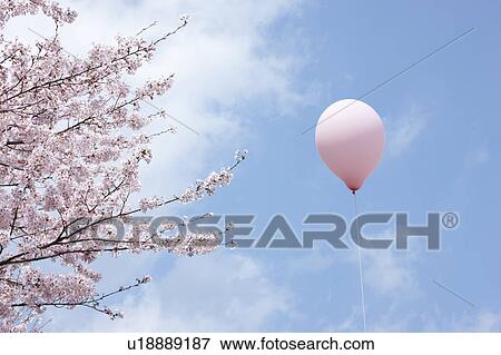 Balloon and Cherry Blossoms View Large Photo Image Stock Photo - Balloon and Cherry Blossoms. Fotosearch