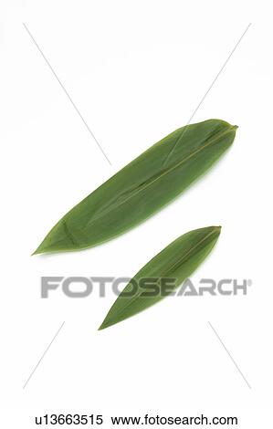 Bamboo leaf View Large Photo Image Stock Photography - Bamboo leaf. Fotosearch