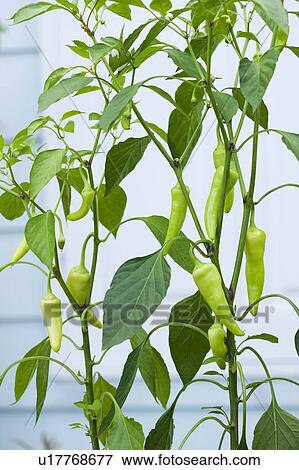 Stock Photo - Banana peppers. Fotosearch