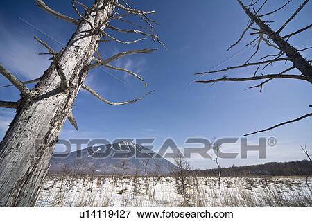 Stock Photo - Bare trees at Senjo-ga-hara, Tochigi Prefecture, Honshu, Japan. Fotosearch
