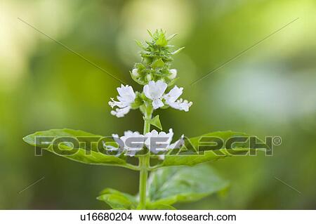 Picture - Basil Flowering. Fotosearch