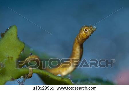 Stock Photography - Bastard seahorse (Acentronura gracilissima). Fotosearch