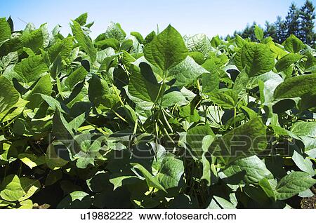 Bean Field View Large Photo Image Stock Image - Bean Field. Fotosearch