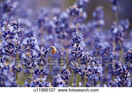 Stock Photo - Bee on lavender, Hokkaido Prefecture, Japan. Fotosearch