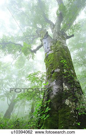 Beech Tree View Large Photo Image Stock Image - Beech Tree. Fotosearch
