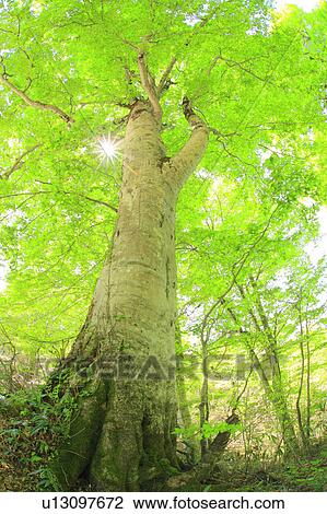 Beech Tree View Large Photo Image Stock Image - Beech Tree. Fotosearch