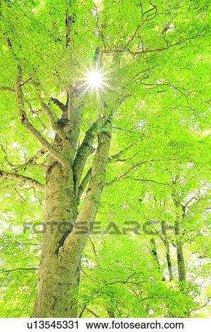 Stock Image - Beech Tree. Fotosearch