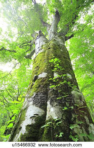 Beech Tree Stock Image U Fotosearch