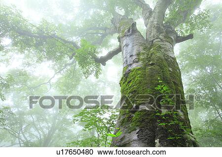 Beech Tree View Large Photo Image Stock Image - Beech Tree. Fotosearch