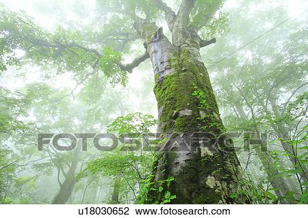 Stock Image - Beech Tree. Fotosearch