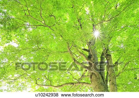 Beech Tree View Large Photo Image Stock Photo - Beech Tree. Fotosearch
