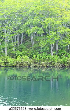 Beech Trees and Lake View Large Photo Image Stock Image - Beech Trees and Lake. Fotosearch
