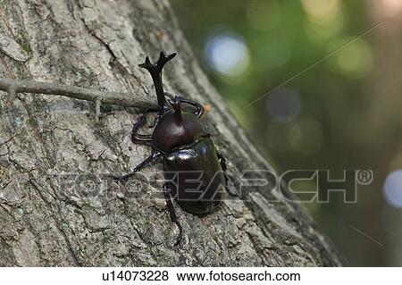 Beetle on Sawtooth Oak, Japan View Large Photo Image Stock Photo - Beetle on Sawtooth Oak, Japan. Fotosearch