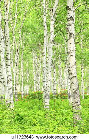 Birch Tree Forest View Large Photo Image Stock Image - Birch Tree Forest. Fotosearch