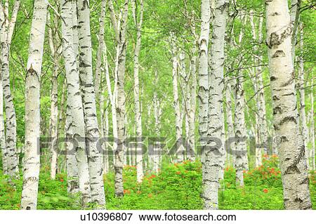 Birch Tree Forest View Large Photo Image Stock Photo - Birch Tree Forest. Fotosearch