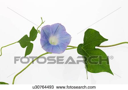 Blue Morning Glory View Large Photo Image Stock Image - Blue Morning Glory. Fotosearch