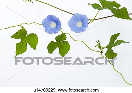 Stock Photo - Blue Morning Glory. Fotosearch