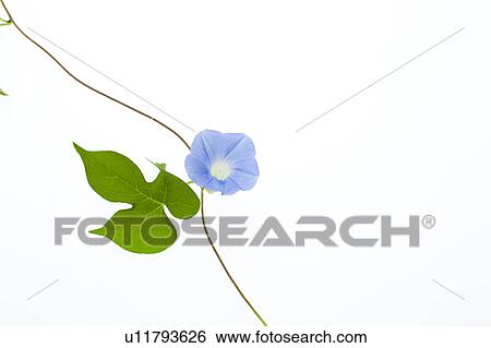 Blue Morning Glory View Large Photo Image Stock Photograph - Blue Morning Glory. Fotosearch