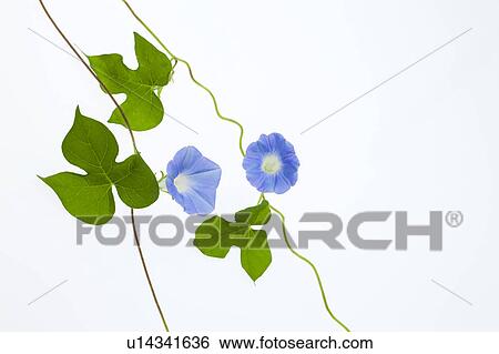 Blue Morning Glory View Large Photo Image Stock Photograph - Blue Morning Glory. Fotosearch