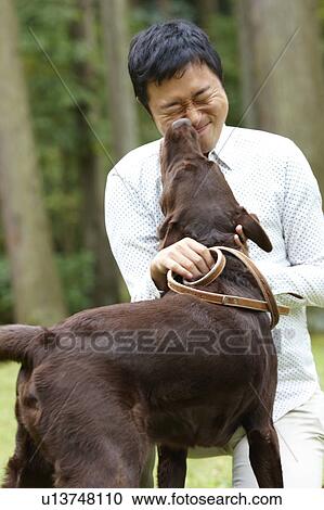 Brown Labrador Licking Man's Face View Large Photo Image Stock Image - Brown Labrador Licking Man's Face. Fotosearch