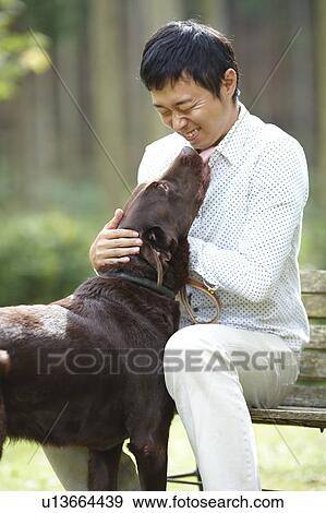 Stock Photo - Brown Labrador Licking Owner. Fotosearch