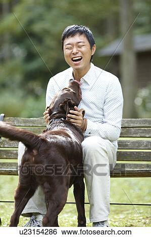 Brown Labrador Licking Owner View Large Photo Image Stock Photograph - Brown Labrador Licking Owner. Fotosearch
