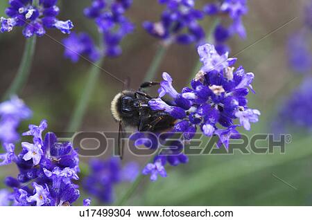 Bumblebee on Lavender Flower View Large Photo Image Picture - Bumblebee on Lavender Flower. Fotosearch