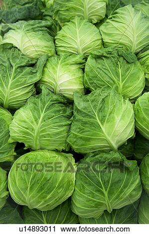 Cabbages View Large Photo Image Stock Image - Cabbages. Fotosearch