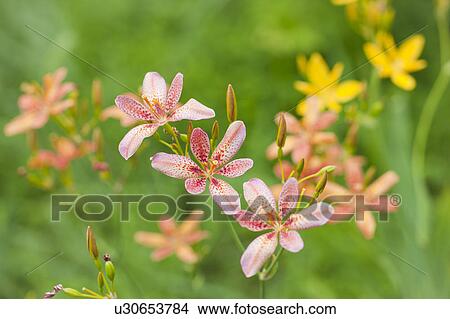 Picture - Candy lilies, Tochigi Prefecture, Honshu, Japan. Fotosearch