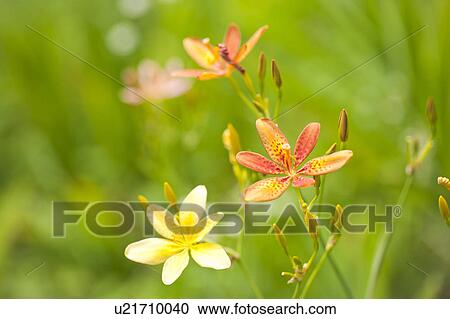 Candy lilies, Tochigi Prefecture, Honshu, Japan View Large Photo Image Stock Image - Candy lilies, Tochigi Prefecture, Honshu, Japan. Fotosearch