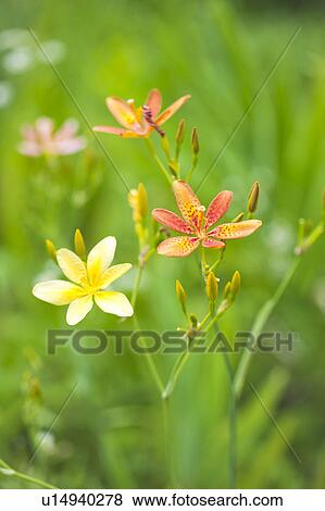 Candy lilies, Tochigi Prefecture, Honshu, Japan View Large Photo Image Stock Photo - Candy lilies, Tochigi Prefecture, Honshu, Japan. Fotosearch