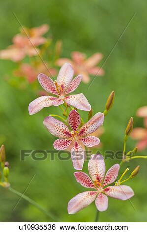 Candy lilies, Tochigi Prefecture, Honshu, Japan View Large Photo Image Stock Photograph - Candy lilies, Tochigi Prefecture, Honshu, Japan. Fotosearch